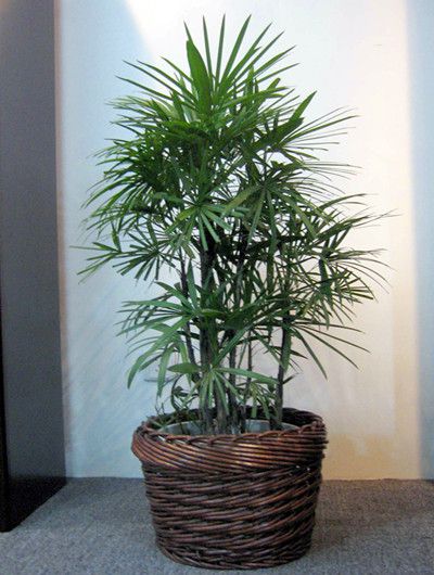 棕竹的种植方面与注意事项