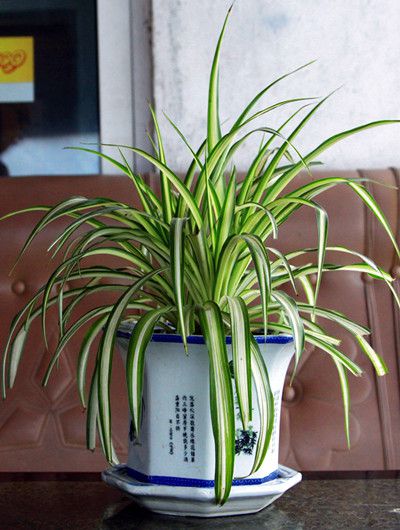 既好看又吸毒的的绿植物花卉租摆汇总