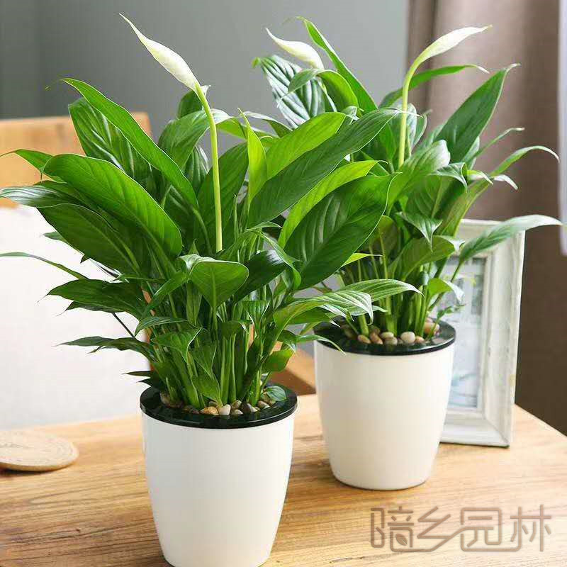 湖州一帆风顺    绿植租赁 /花卉租摆 /植物出租 /租花/ 办公室租花 /公司租花