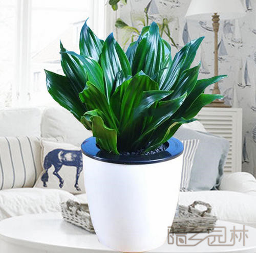 湖州太阳神   绿植租赁 /花卉租摆 /植物出租 /租花/ 办公室租花 /公司租花