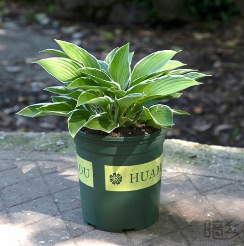 湖州玉簪   绿植租赁 /花卉租摆 /植物出租 /租花/ 办公室租花 /公司租花