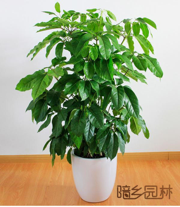 湖州招财树   绿植租赁 /花卉租摆 /植物出租 /租花/ 办公室租花 /公司租花